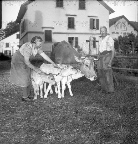 Farmers with cow and calves, triplet in Niederuster 1948