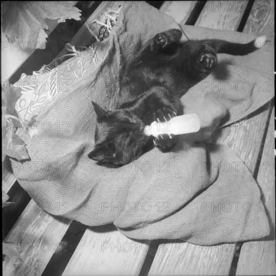 Young cat drinking from a baby bottle 1965