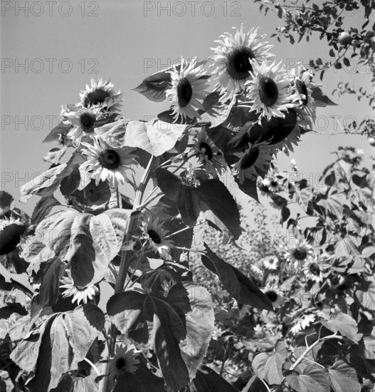 Sunflowers 1943