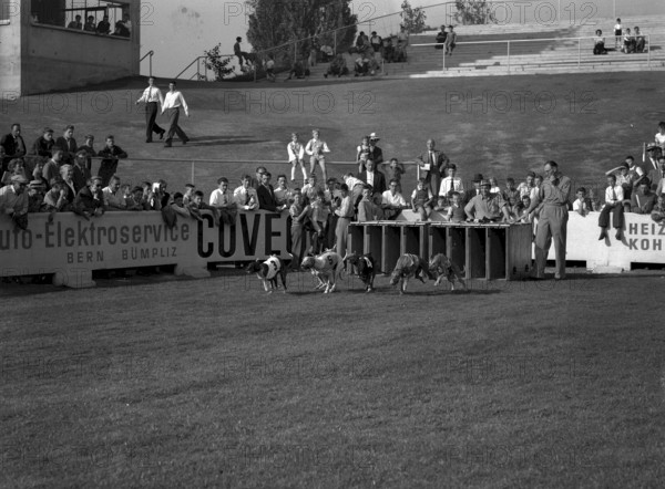 International grayhound Racing, Berne 1955
