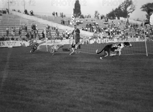 International Greyhound Racing, Berne 1955