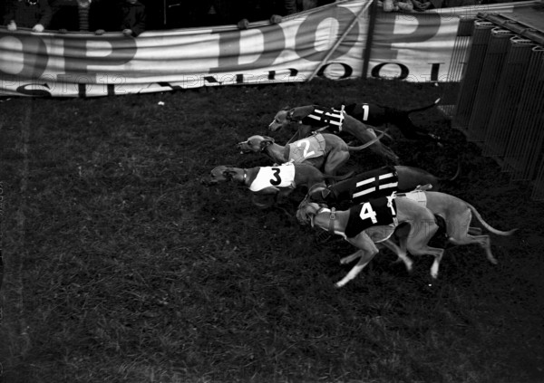 Greyhound racing in Glattbrugg 1953: Greyhound males on 400m