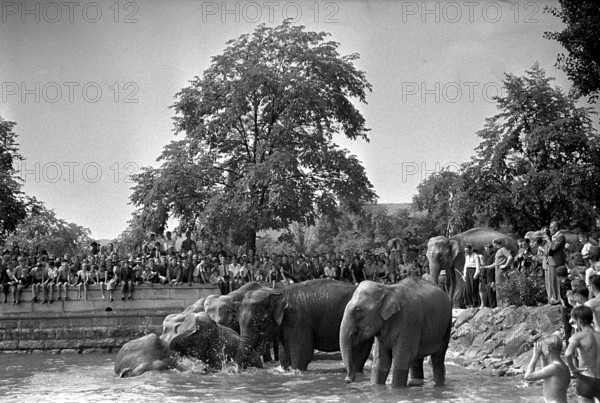 Elefants of the Circus Knie having a bath in Lake Zurich, 1944