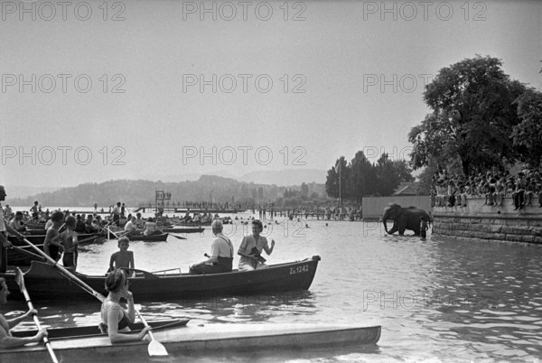 The crowd is watching the elefants of the Circus Knie having a bath in Lake Zurich, 1944