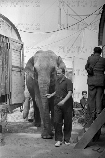 The elefants of the Circus Knie are walked to their enclosure in Zurich, 1944