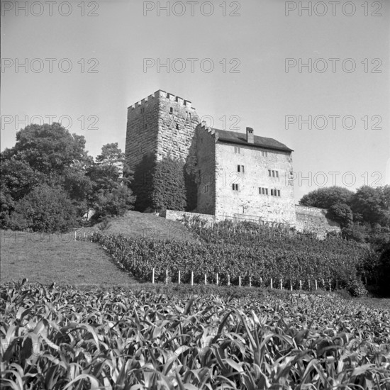 Habsburg Castle, 1952