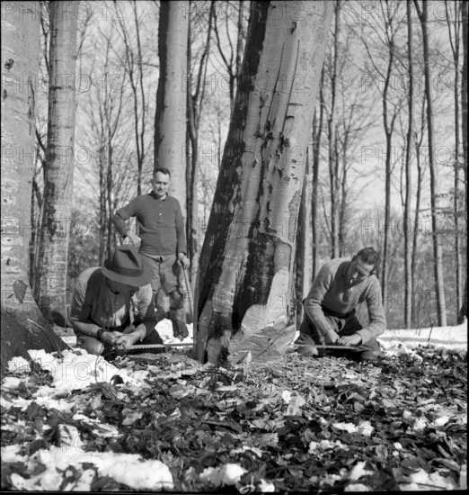 Course for lumberjack, Strickhgof Zurich 1941