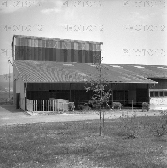 Doggen 7' at Linthebene vor Benken 1957