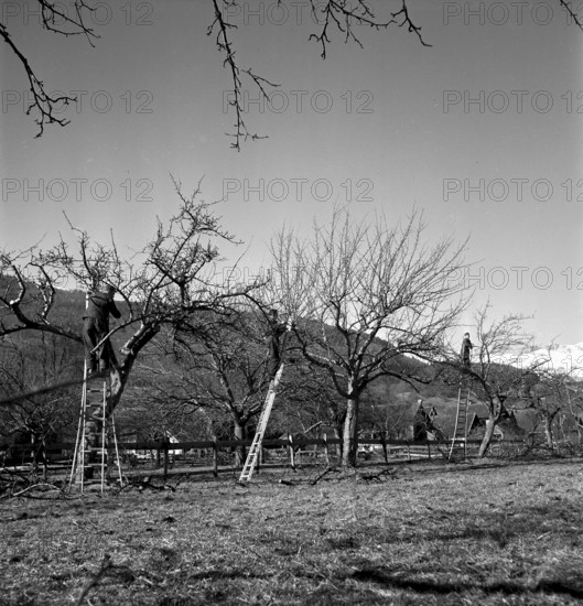 Cutting trees at course for tree warden in Sevelen 1940