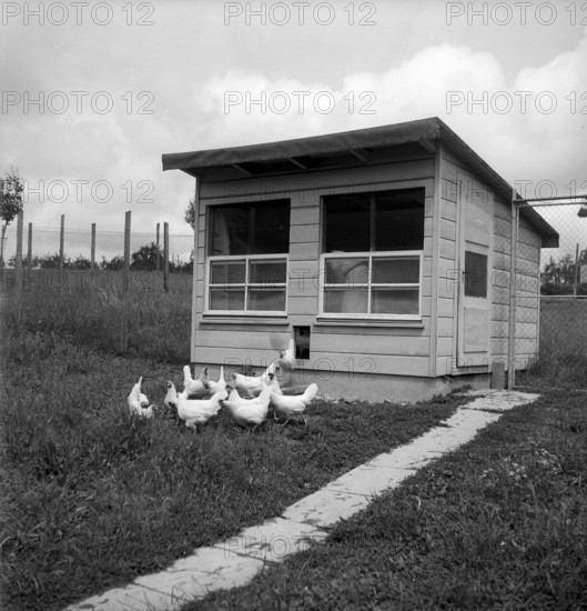 Chicken stable at Swiss school for poultry farming, Zollikofen 1945
