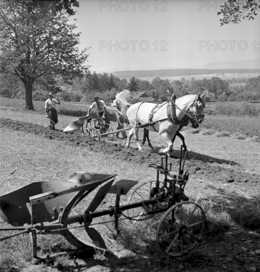 Plough with a horse at the examination of farmers, Bulach 1945