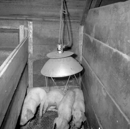 Speckbaum', Rothenburg 1957