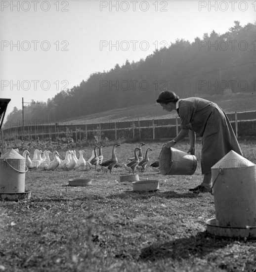 School for chicken farming, Zollikofen 1945