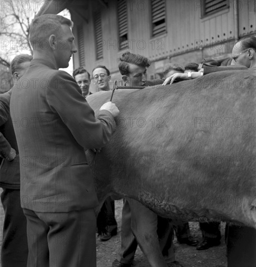 Asses of a cow at agriculture school Strickhof, Zurich 1940