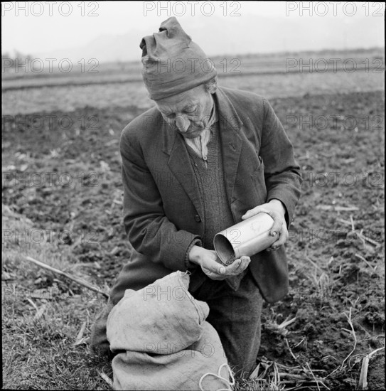 Plague of mice in Ruti, farmers distribute Surux rodenticide, around 1948