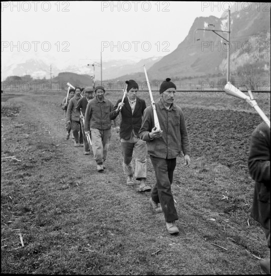 Plague of mice in Ruti, farmers on the way to distribute Surux rodenticide, around 1948