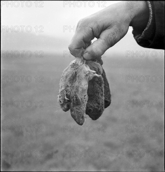 Plague of mice inthe Val de Ruz, farmer holding mice, poisoned with Topex rodenticide, 1943