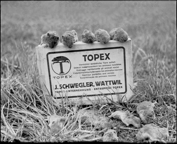Plague of mice inthe Val de Ruz, poisoned mice upon a Topex rodenticide box, 1943