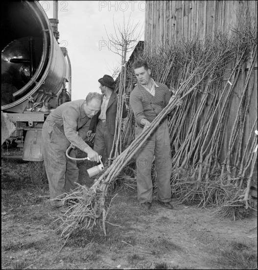 New Pest control method to combat the San-Jose-coccid 1949