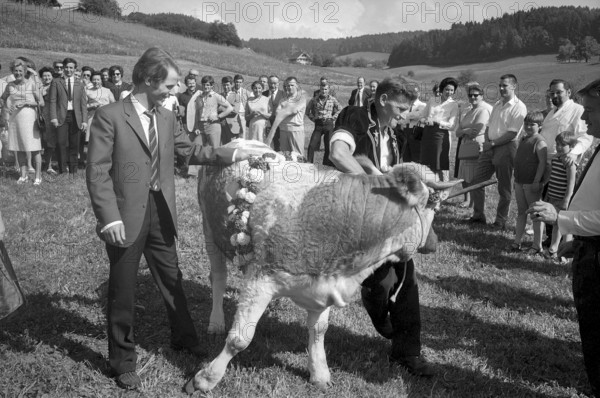 Floralp sales campaign, competition winner recieving a cattle, Burgdorf 1970