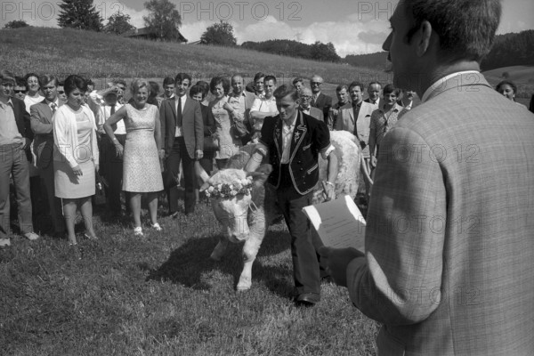 Floralp sales campaign, competition winner recieving a cattle, Burgdorf 1970