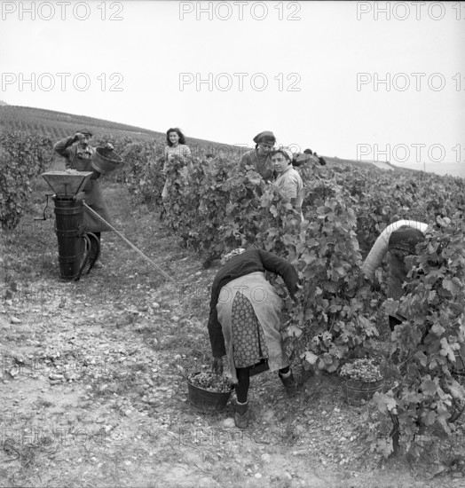 Seasonal workers from Savoy for grape harvest Waadt/Vaud region, 1946