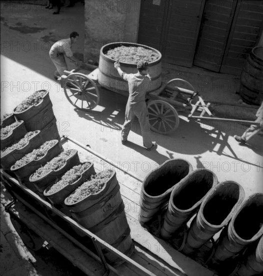 Grape harvest in Muraz sur Sierre: wine tubs and carriage in a village, around 1940