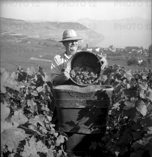 Grape harvest in Muraz sur Sierre: winegrower in the vineyard, around 1940