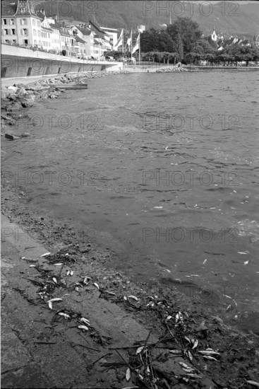 300 Kilos fish a day dying in the lake of Zug, 1966