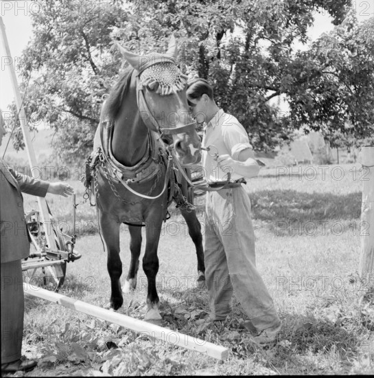 Farmer putting his horse to tedding machine, Niederhasli 1951