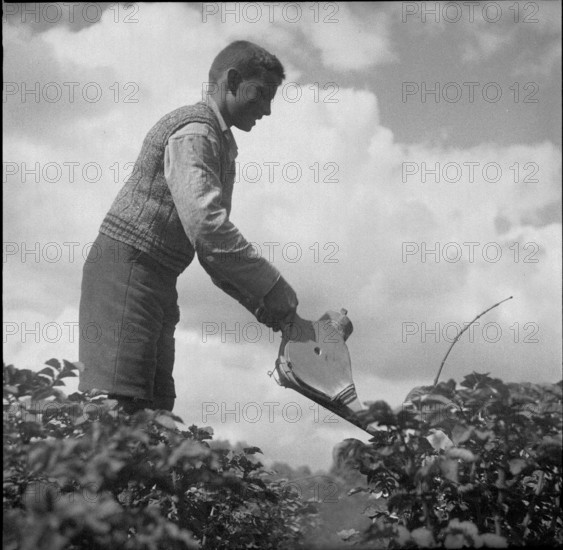 Pupils combat Colorado beetles, 1940