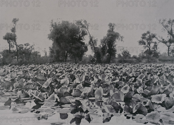 A lake with water lilies near the town of Gongzhuling Art album Manchuria Russo-Japanese War 1906