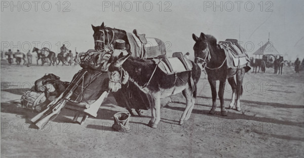 Combat comrades: horse, mule and donkey Art album Manchuria Russo-Japanese War 1906