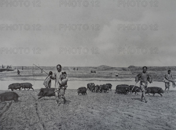 Chinese pigs Art album Manchuria Russo-Japanese War 1906