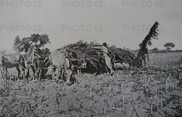 Through sorghum from a field Photo by Martynov Art album Manchuria Russo-Japanese War 1906