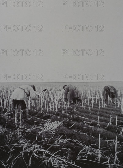 Harvesting sorghum roots for fuel Photo by Martynov