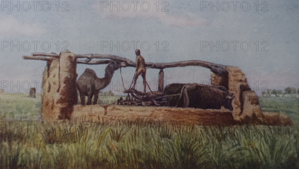 Theban Plain Illustration from the book ""In the Land of Amon-Ra Essays on Egypt"" Author AN Lvov