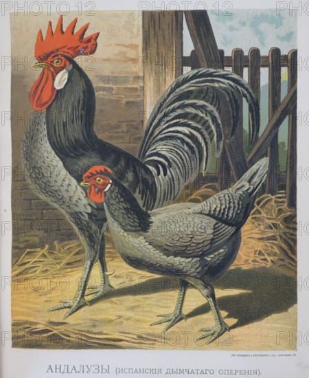 Hen and rooster