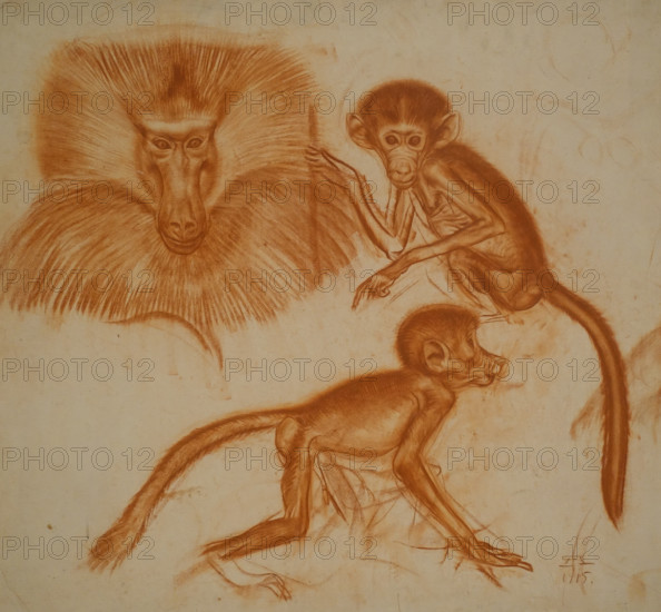 Monkeys