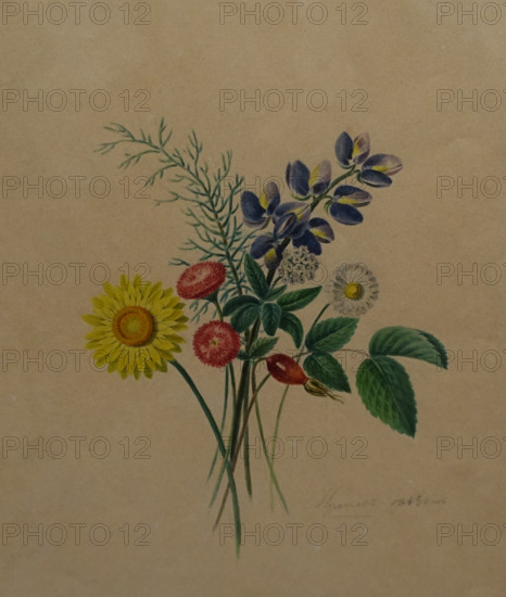 Meadow flowers