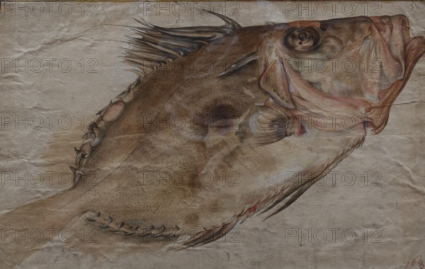 Study of a Fish
