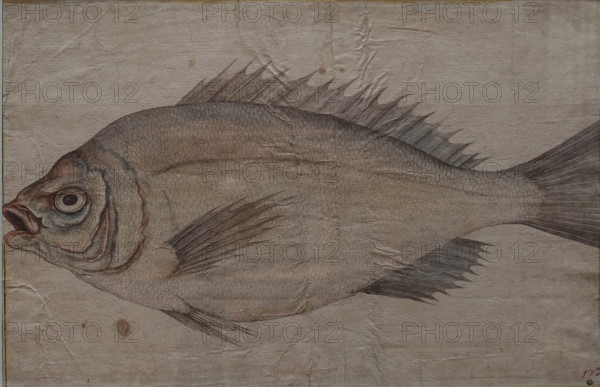 Study of a Fish