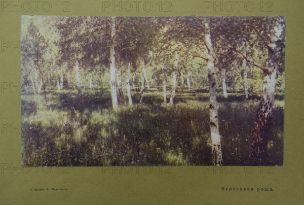 Birch Grove