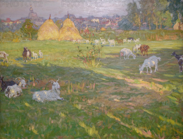 Goats in the Meadow