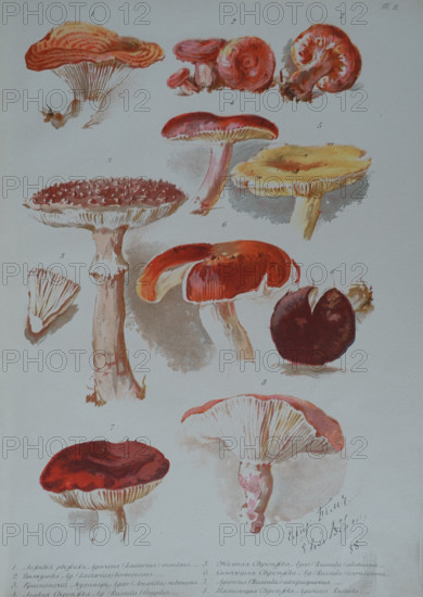 Mushrooms
