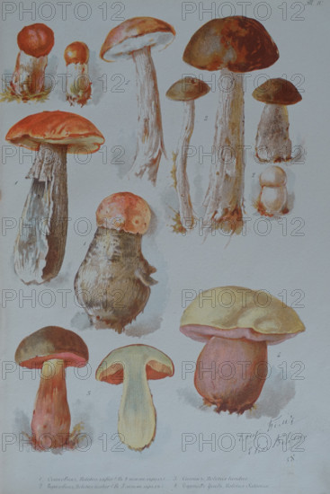 Mushrooms