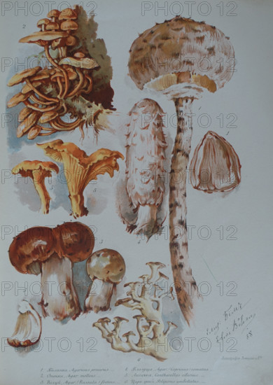 Mushrooms