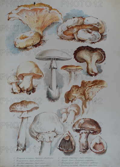 Mushrooms