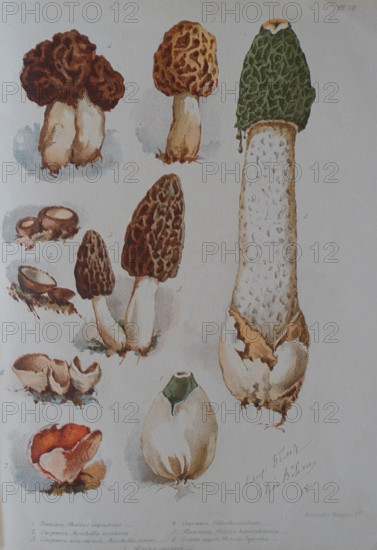 Mushrooms