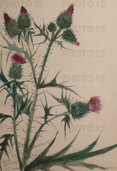 Thistle